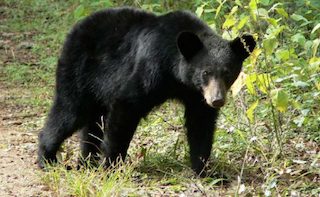 Oso irrumpe en casa de Monterrey y se come a mascota