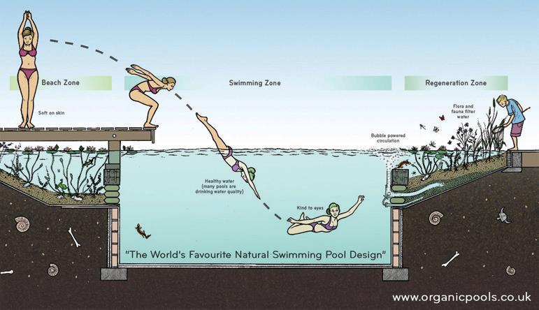 COMO HACER UNA PISCINA NATURAL O BIO-PISCINA QUE SUSTITUYE CLORO POR PLANTAS