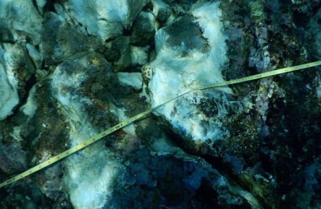 Sistema Arrecifal Lobos-Tuxpan con severos daños por buque