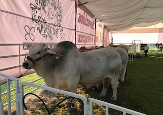 La ganadería veracruzana “Rosa Del Alba” exportará genética bovina a Colombia