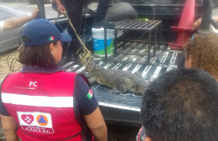 Capturan a cocodrilo que deambulaba por las calles de Atoyac