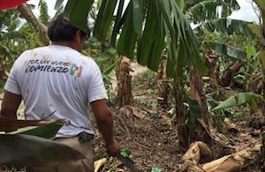 En el olvido, los pequeños productores de plátano afectados por Franklin