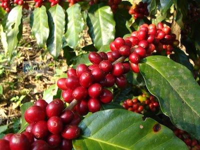 Cafés diferenciados, una oportunidad para los productores