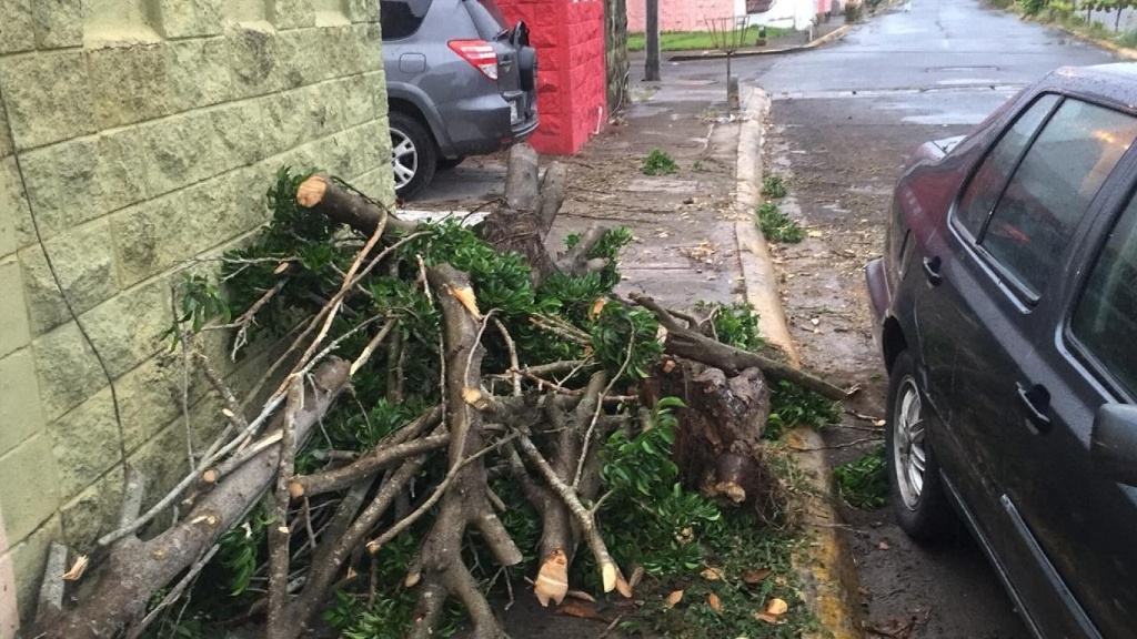 Cae árbol sobre dos vehículos en colonia de Veracruz