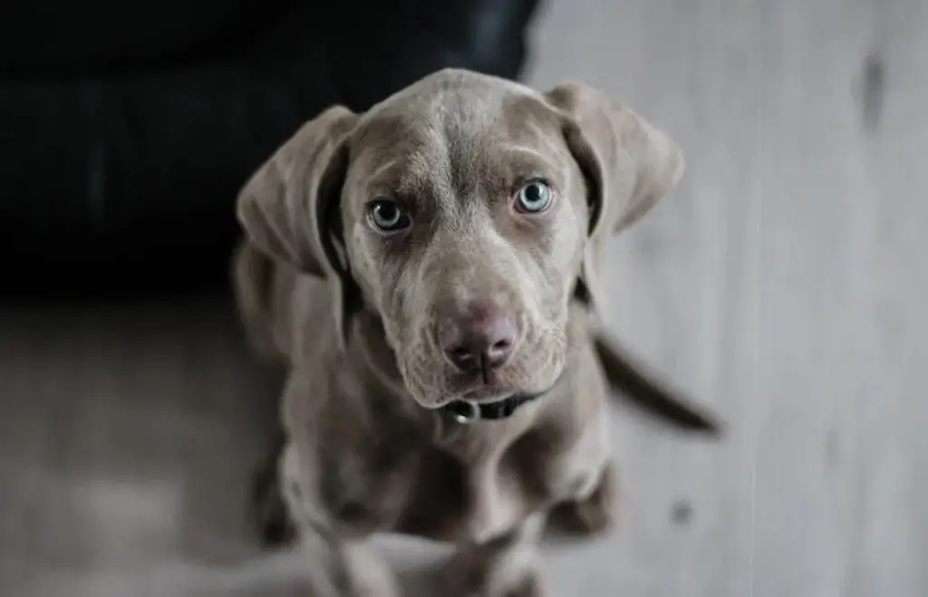 ¿Qué tan conveniente es cortarle las uñas a un perro? Esto dice veterinario