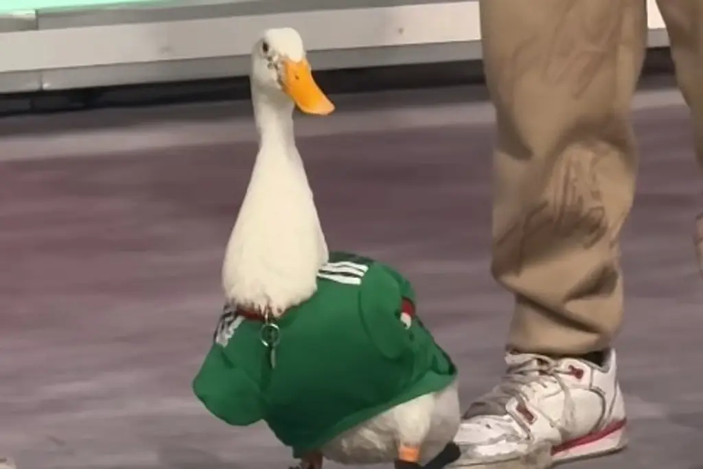Él es ‘Merlín’, el pato que ha conquistado a todos en el Mundial